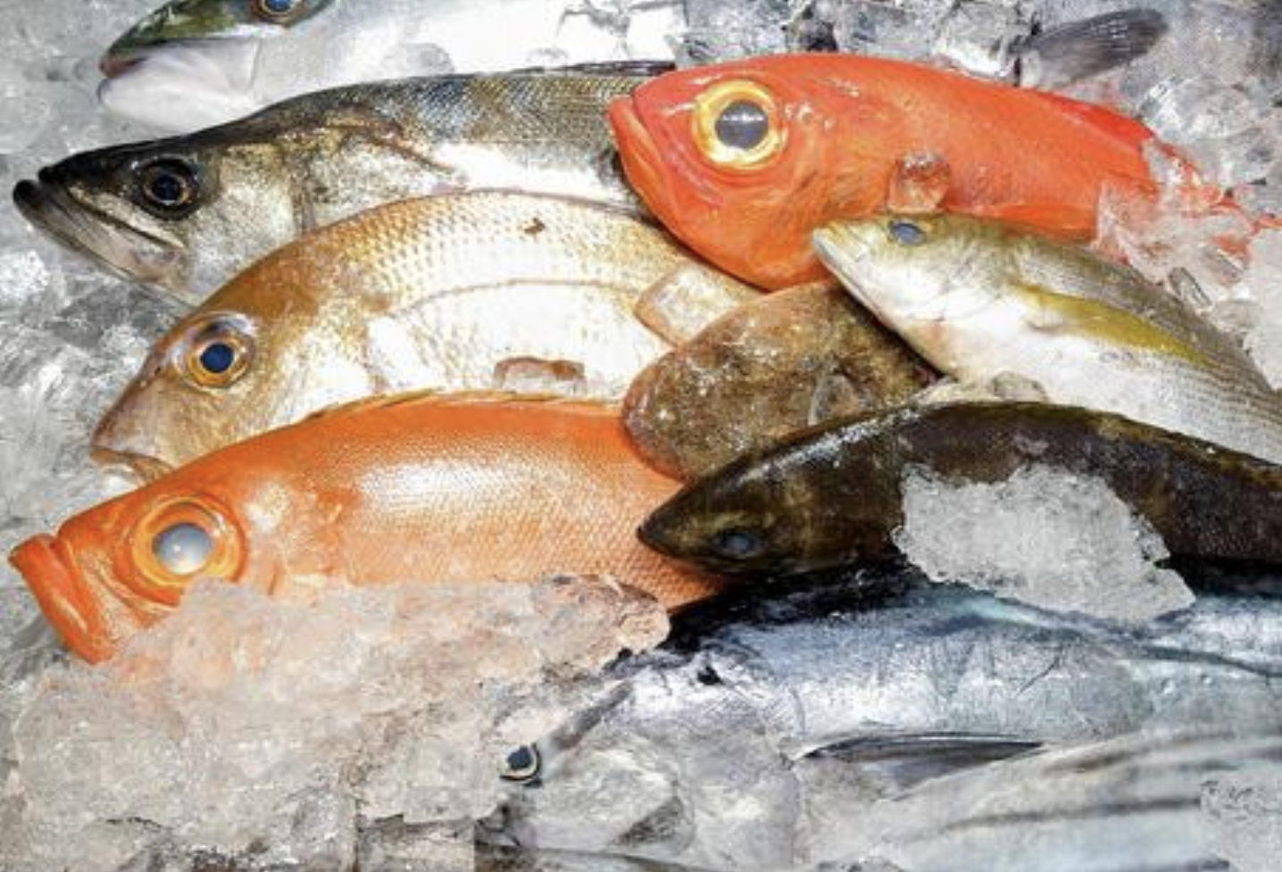 新鮮な魚介